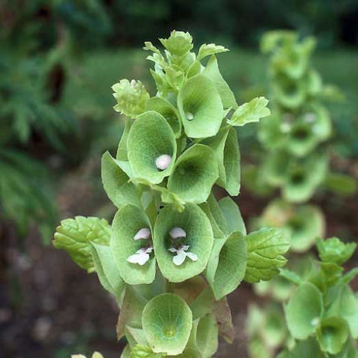 زنگوله ایرلندی